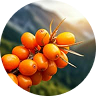 Sea Buckthorn